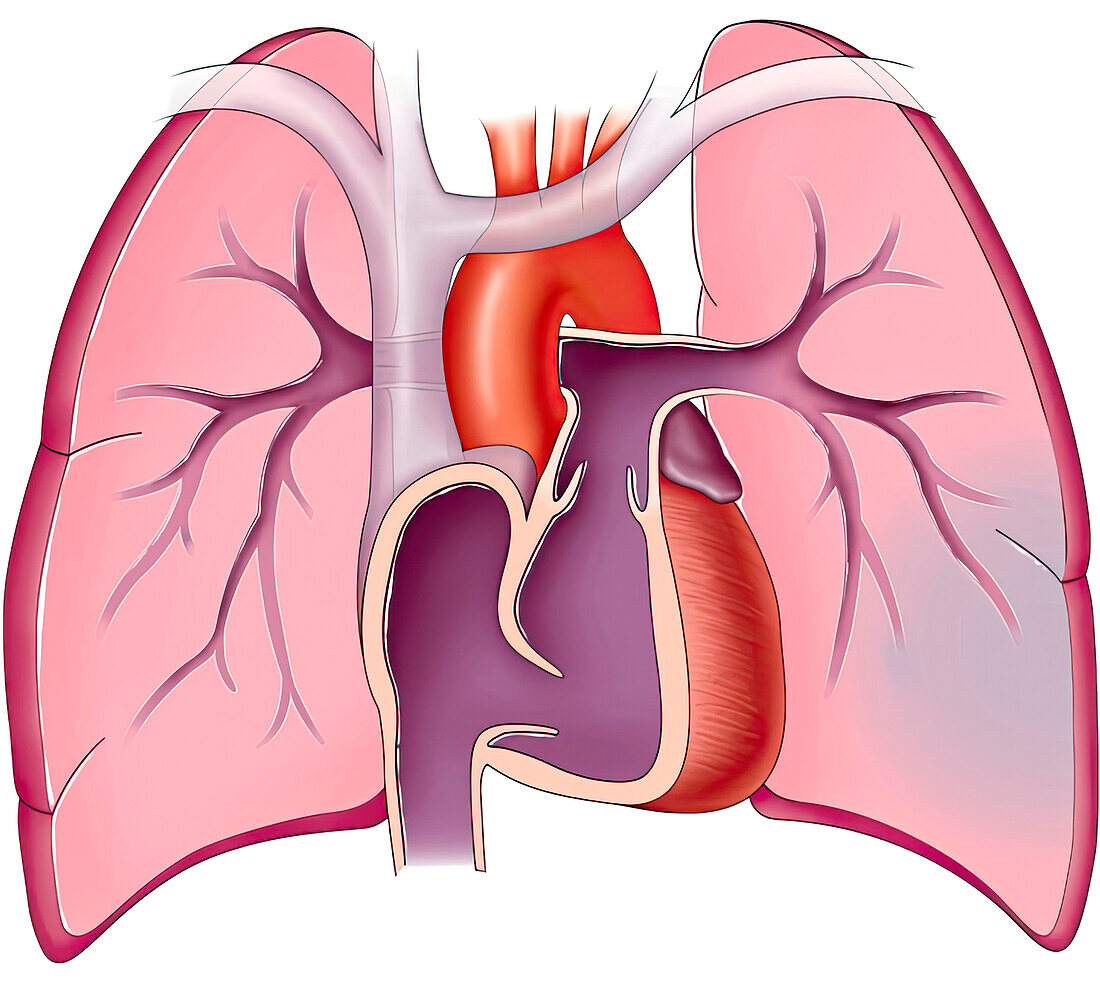 Heart and lungs, illustration