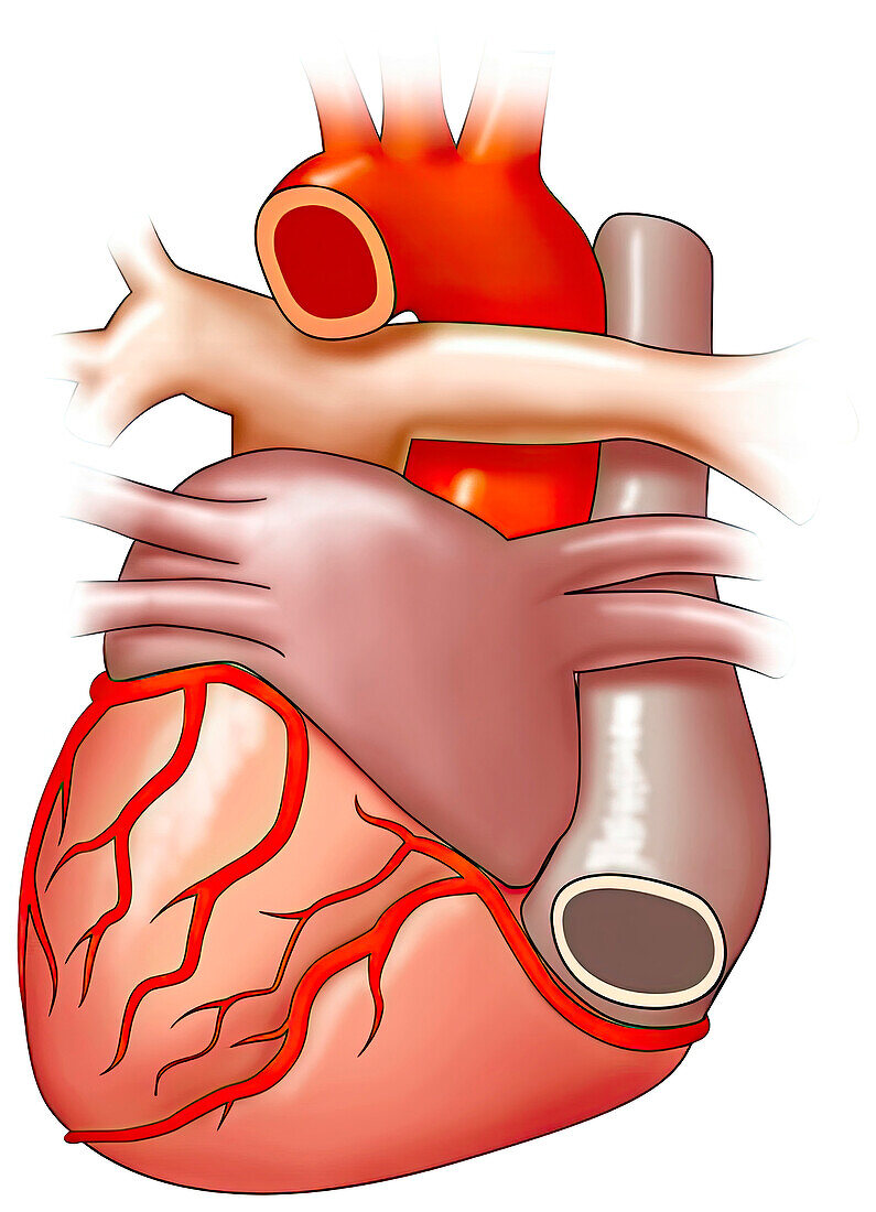 Heart anatomy, illustration