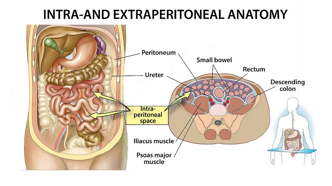 Intra and retroperitoneal structures, illustration