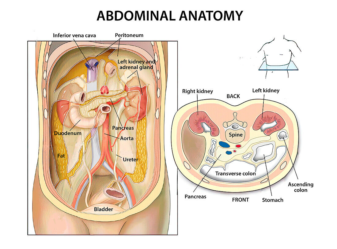 Abdominal anatomy, illustration