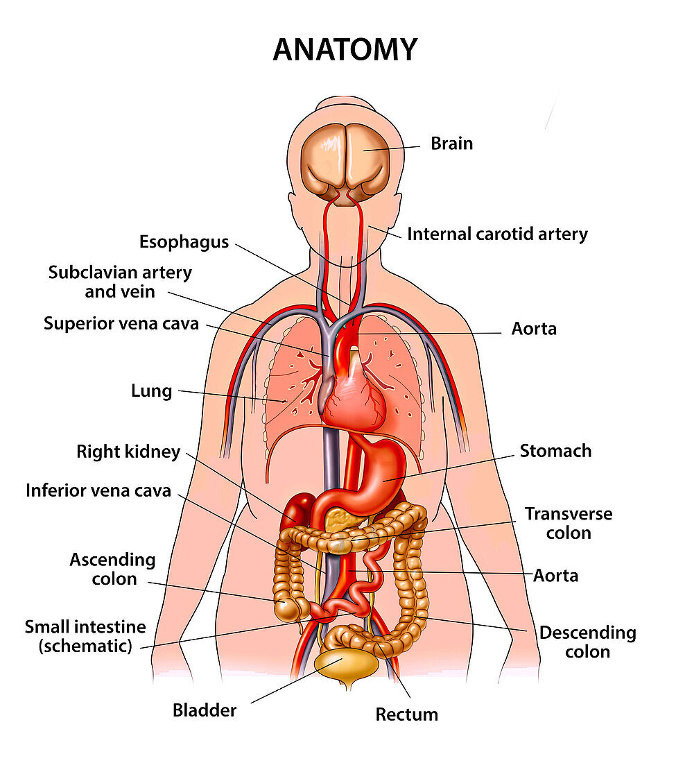 Anatomy, illustration