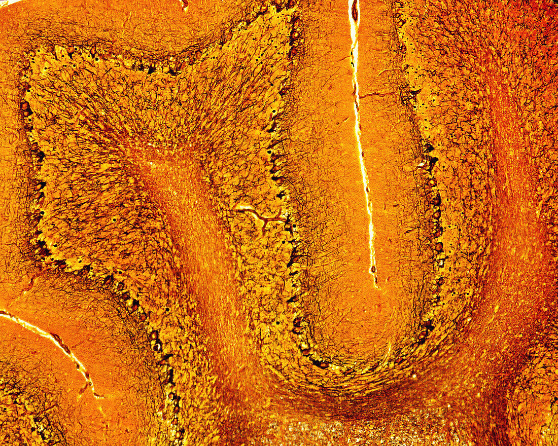 Cerebellar cortex, light micrograph