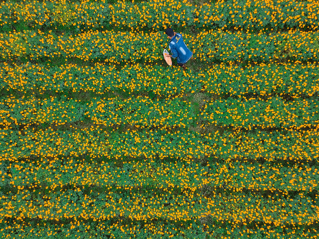 Aerial view of farmer collecting marigold flowers, Jessore, Bangladesh