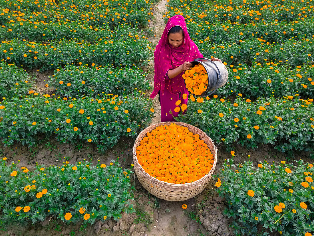 Farmer collecting marigold flowers, Jessore, Bangladesh