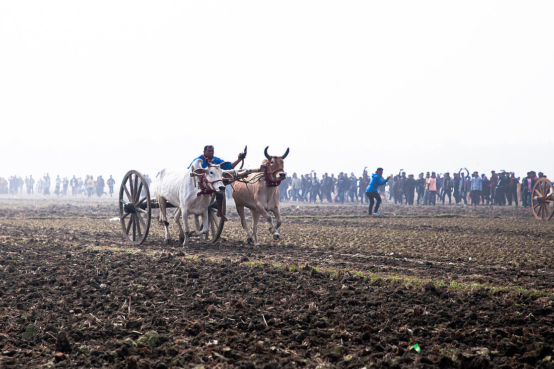 Bullock cart race, Jessore, Bangladesh