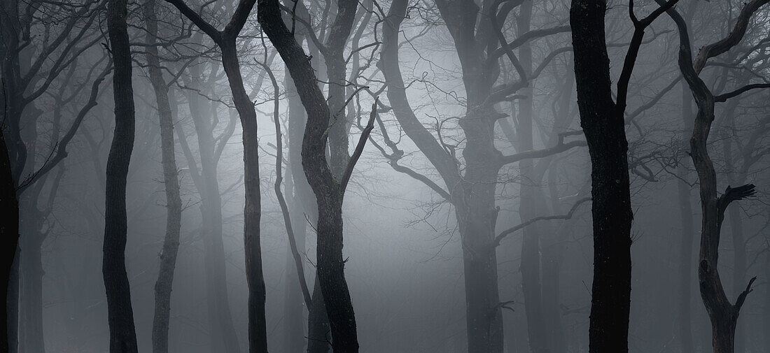 Beech trees (Fagus sp.) in mist