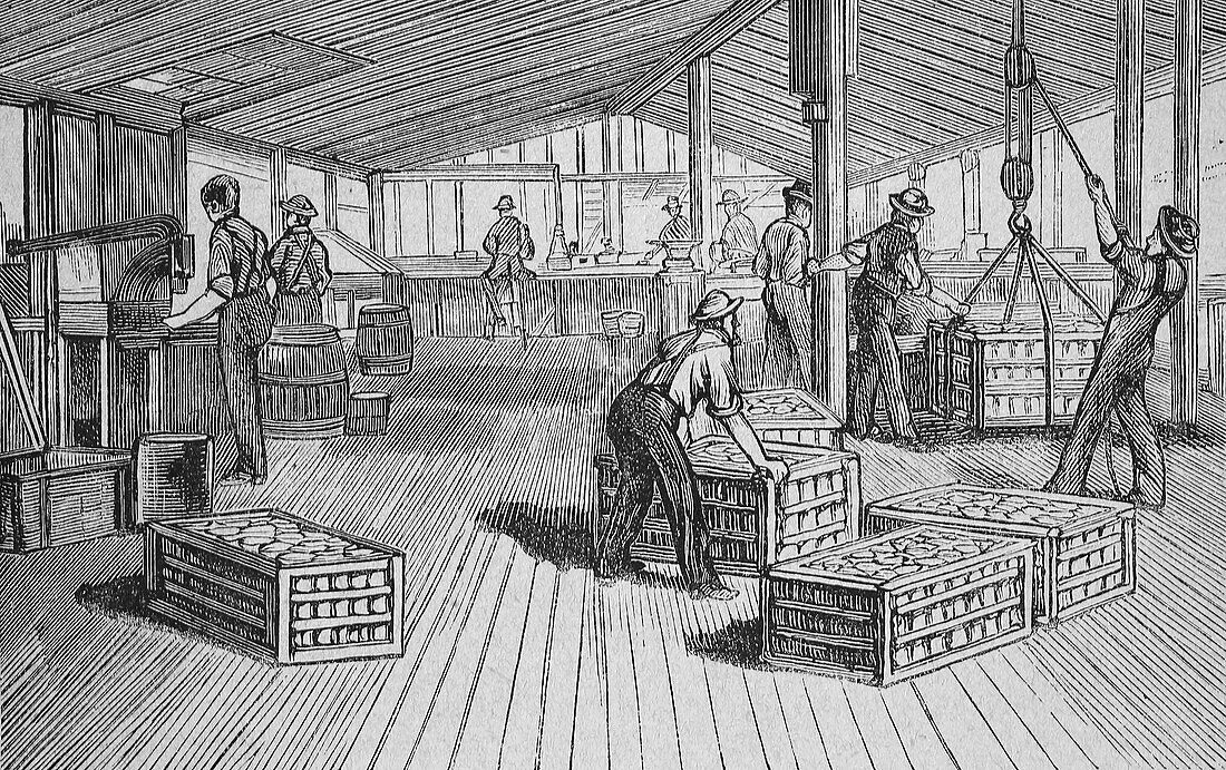 Cannery, 19th century illustration