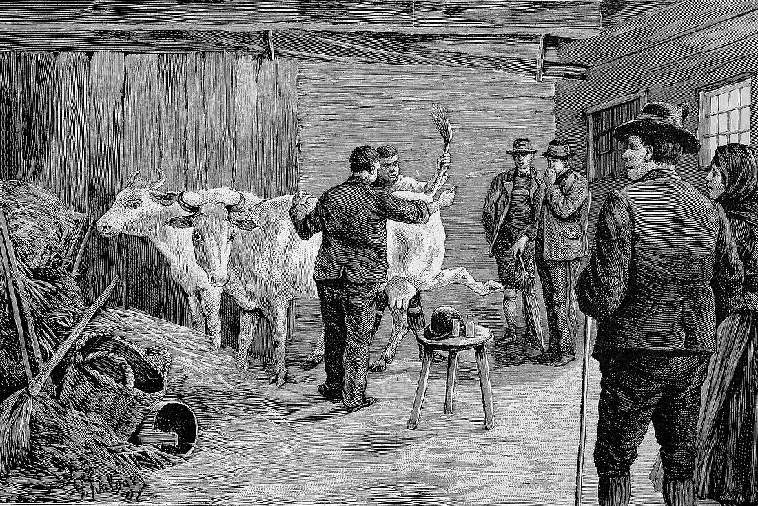 Vaccination of cows, 19th century illustration