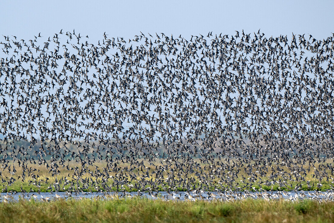 Flock of knot in flight