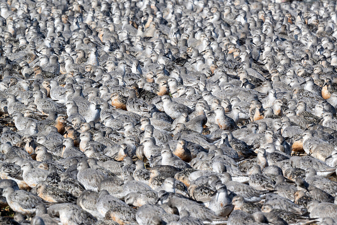 Flock of knot on ground
