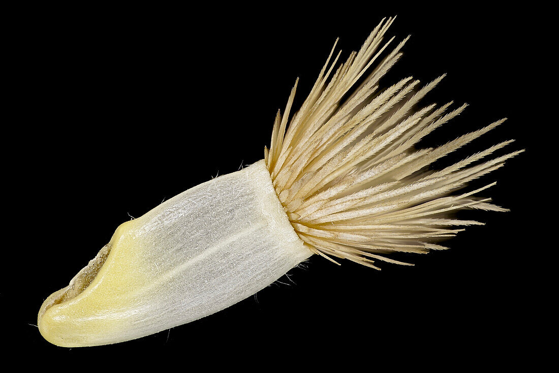 Cornflower (Centaurea cyanus) seeds, macrophotograph