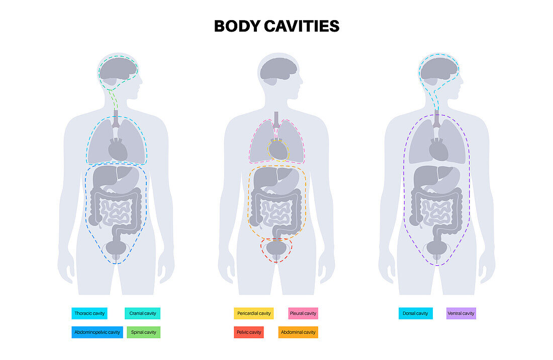 Body cavities, illustration
