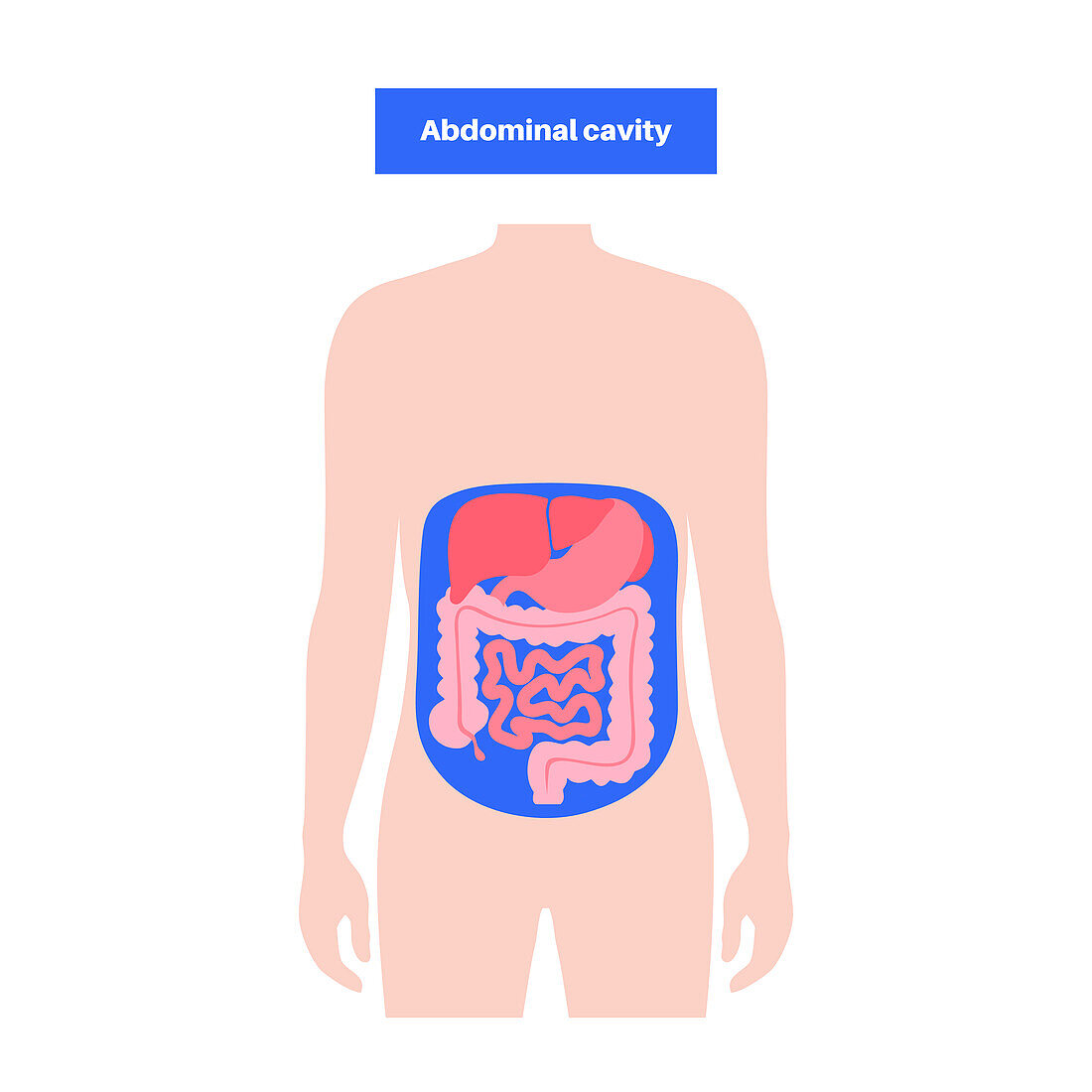 Abdominal cavity , illustration