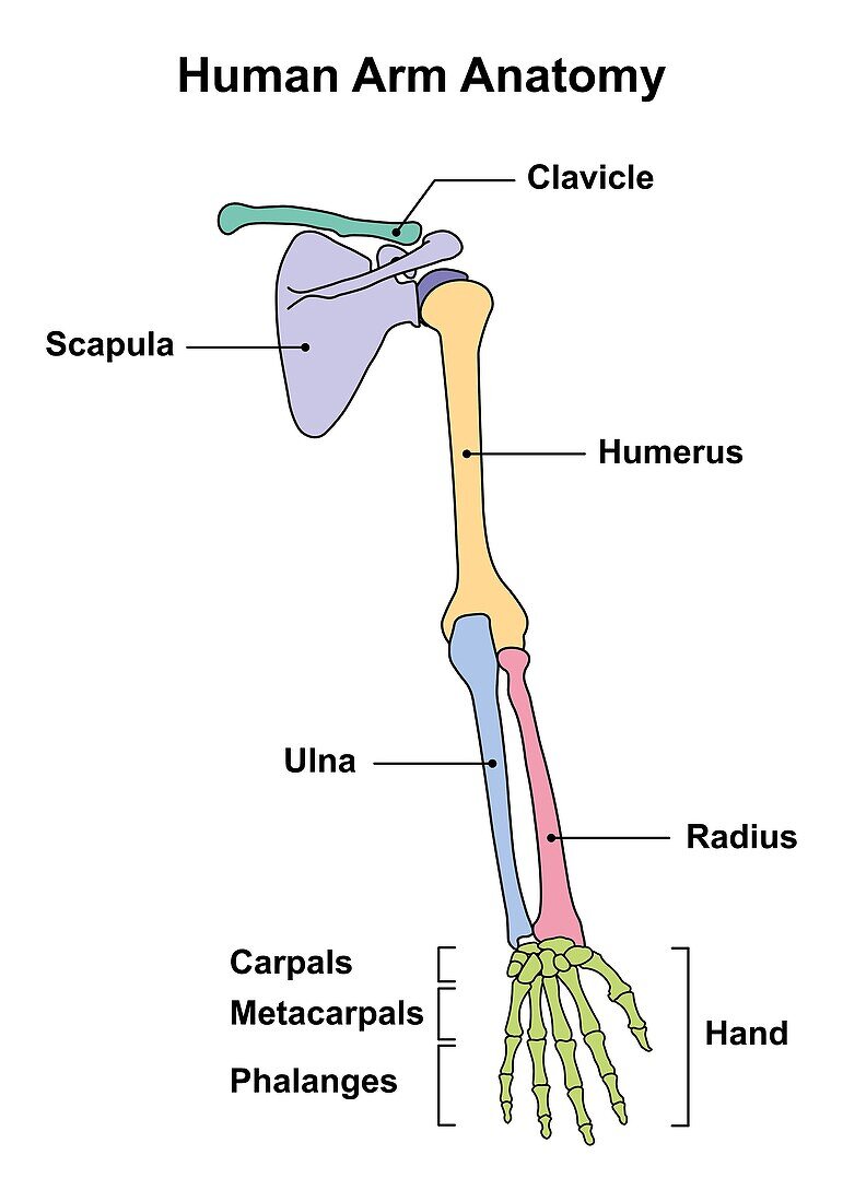 Human arm anatomy, illustration