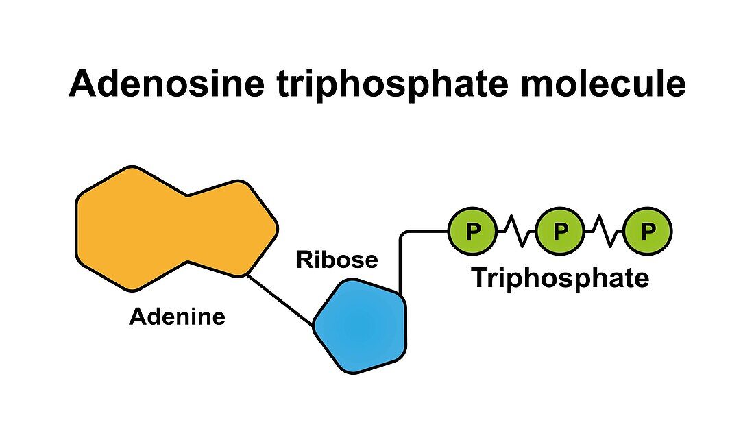 ATP molecule, illustration