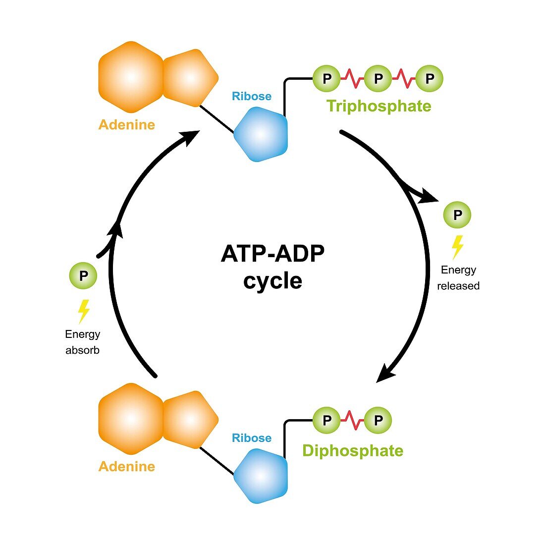 ATP-ADP cycle, illustration