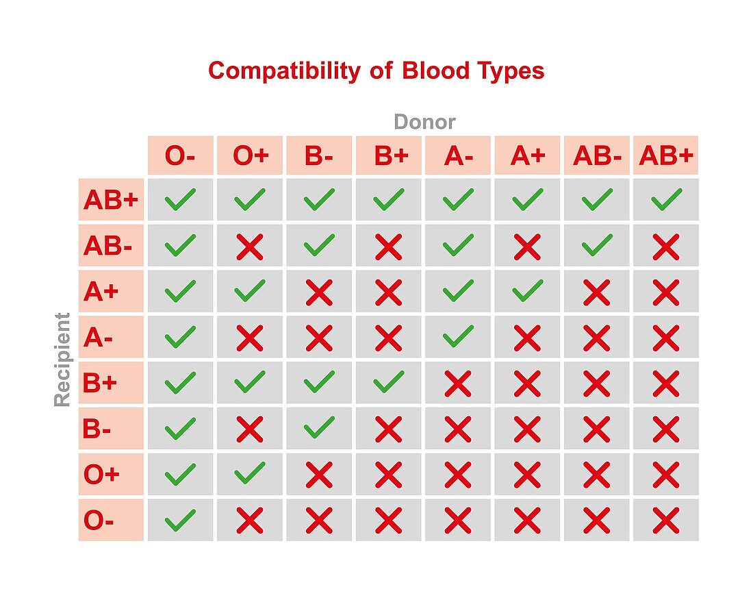 ABO blood type compatibility, illustration