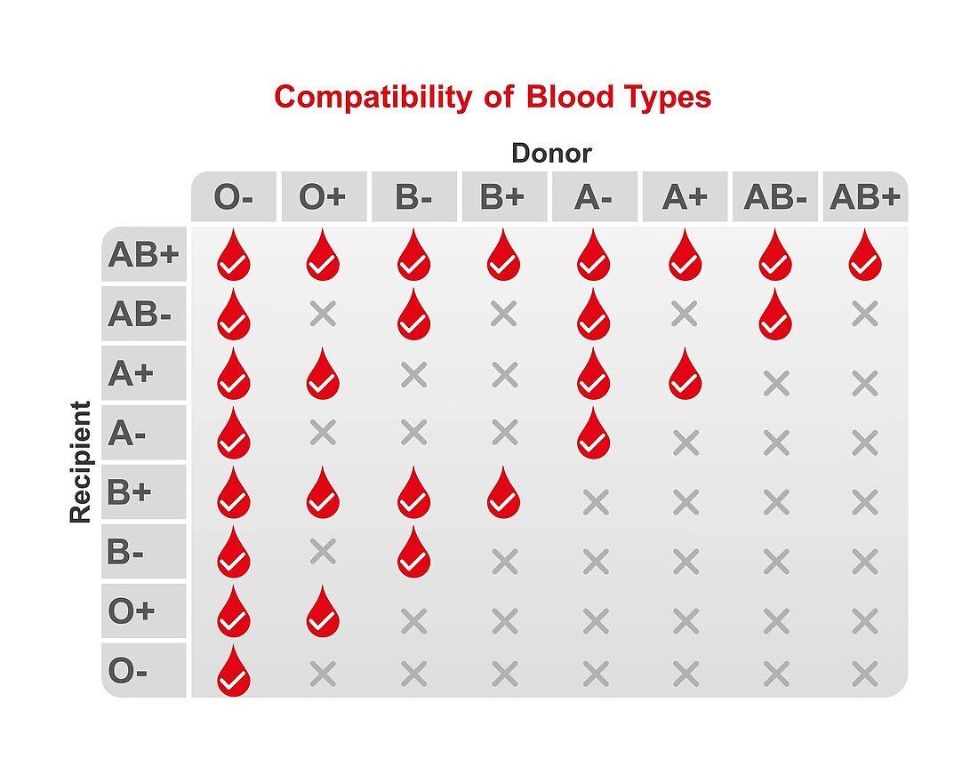 ABO blood type compatibility, illustration