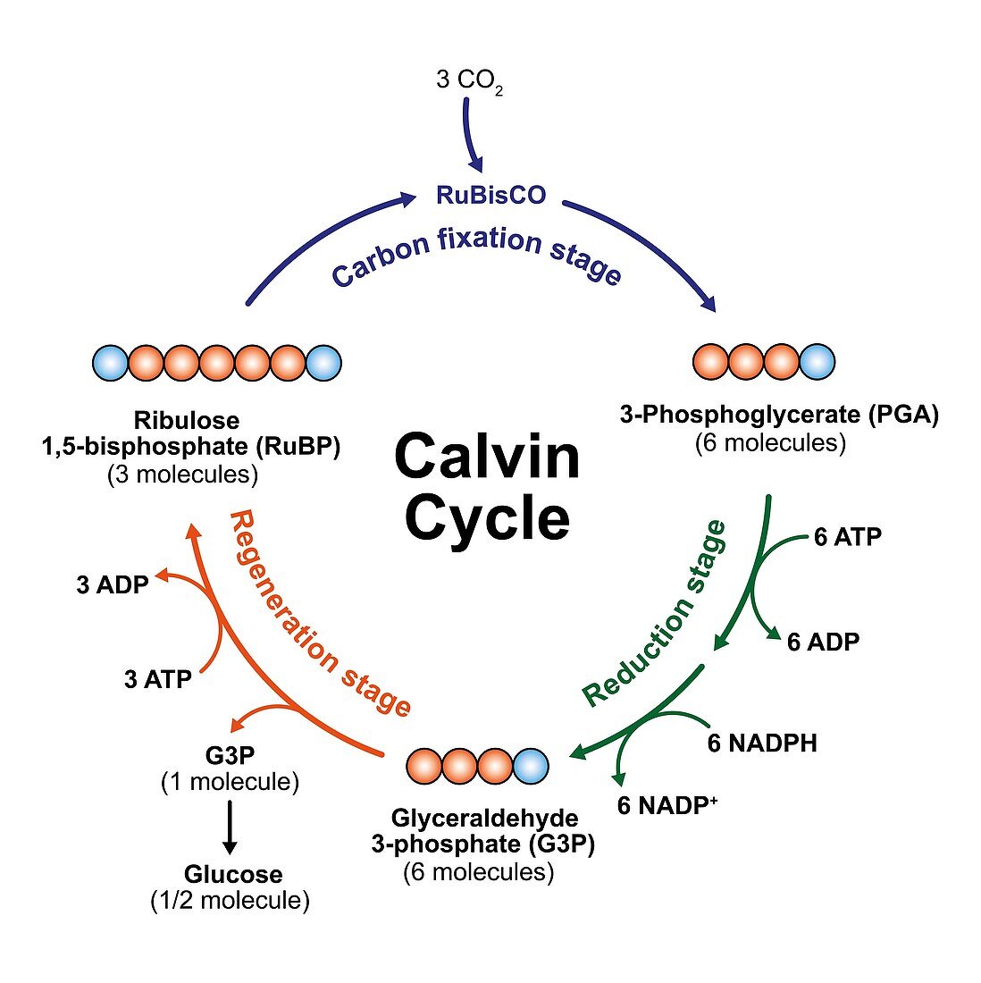Calvin cycle, illustration