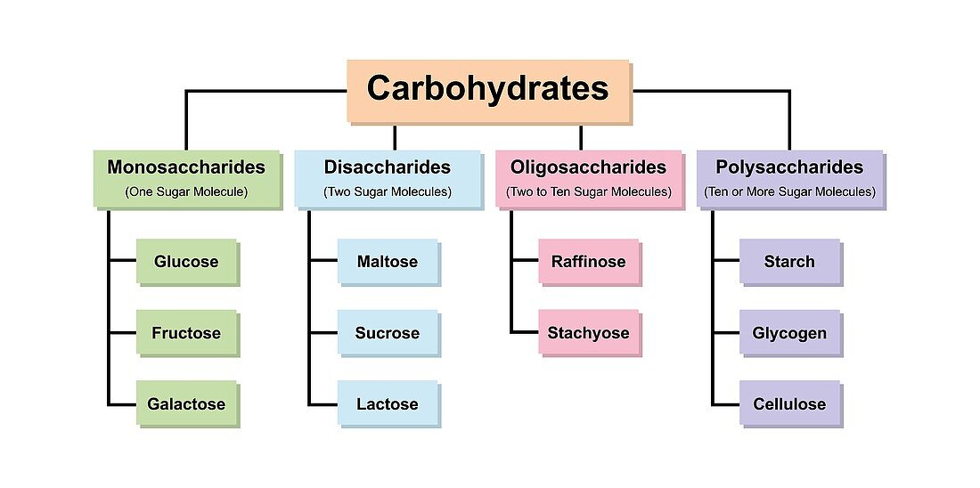 Carbohydrate types, illustration