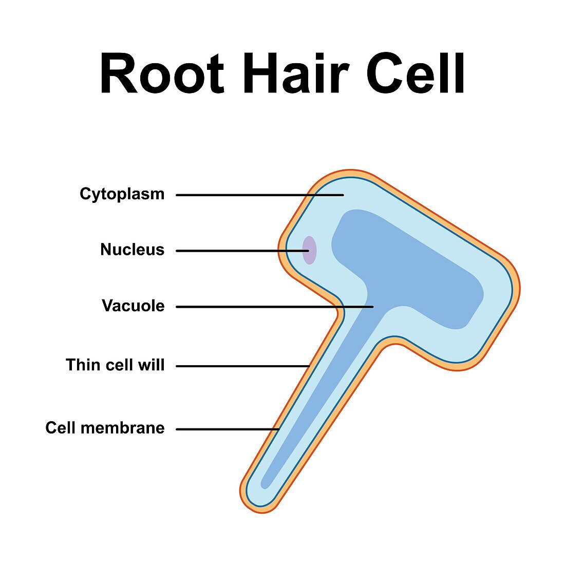 Root hair cell, illustration