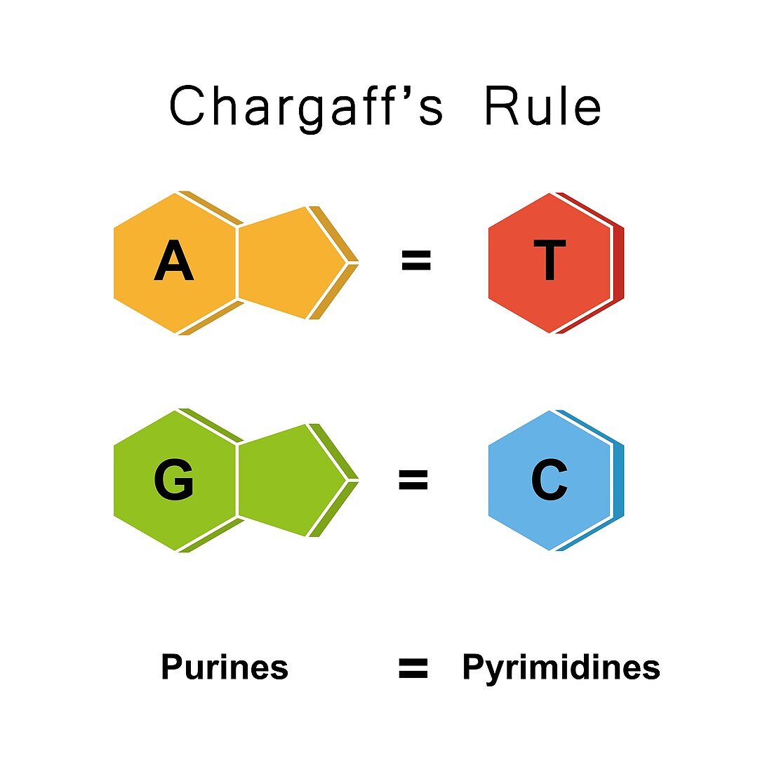 Chargaff's rule, illustration