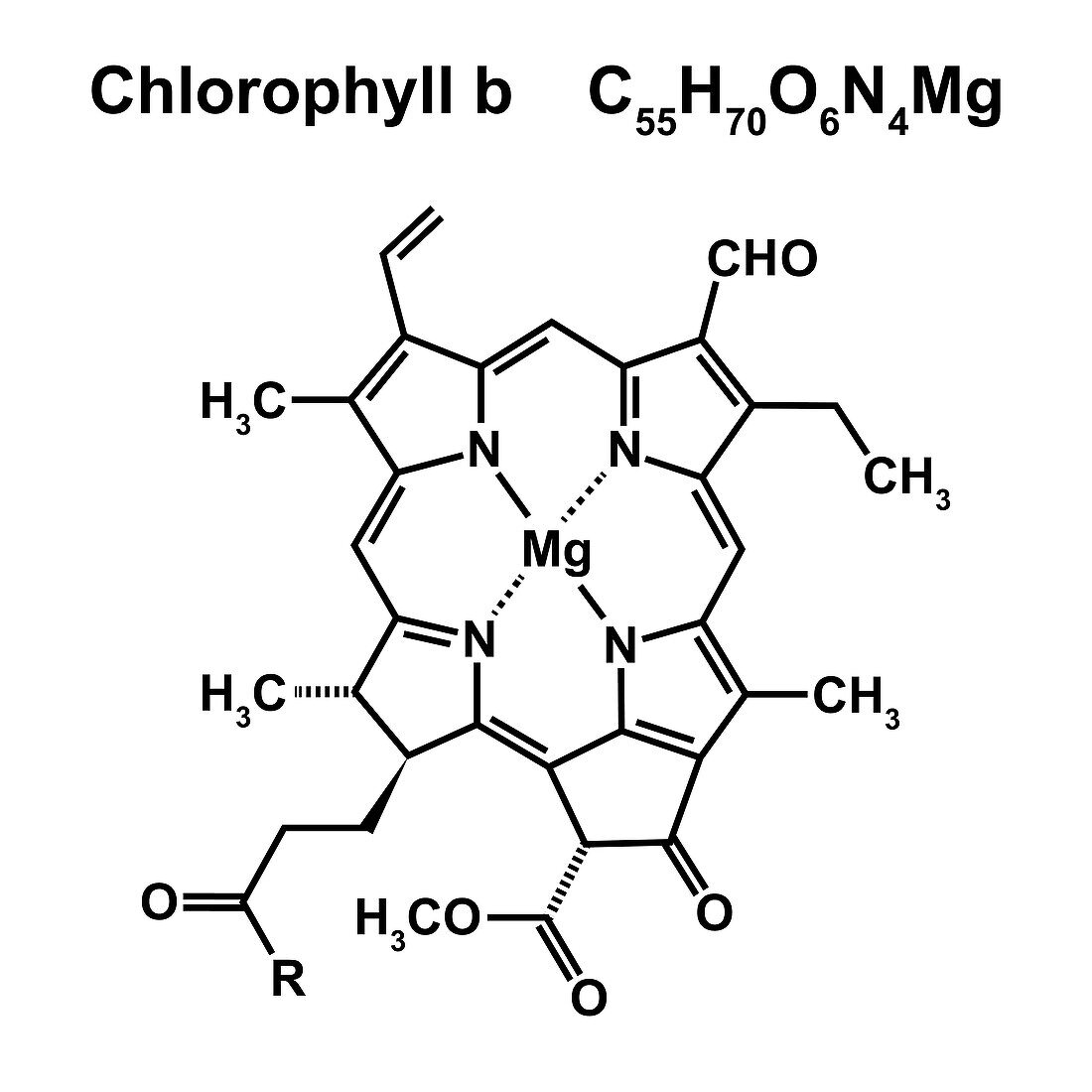Chlorophyll b chemical structure, illustration.