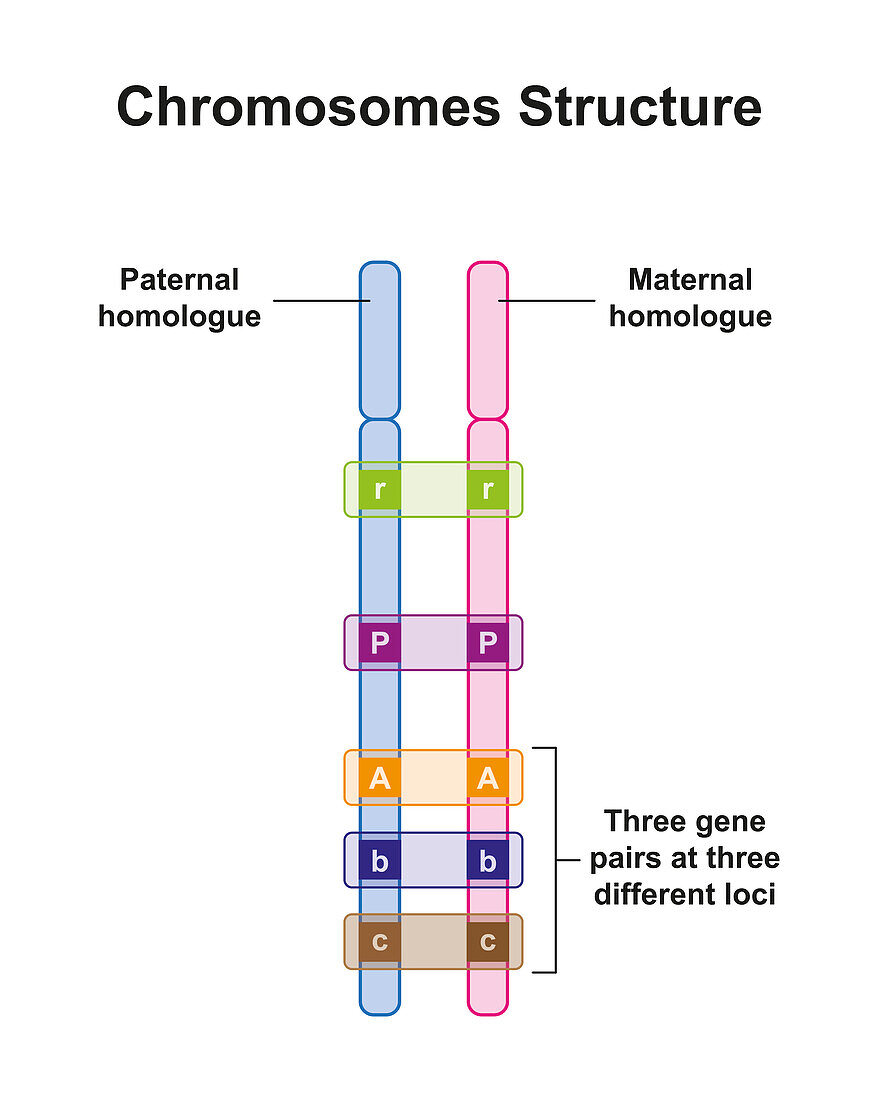 Chromosome structure, illustration.