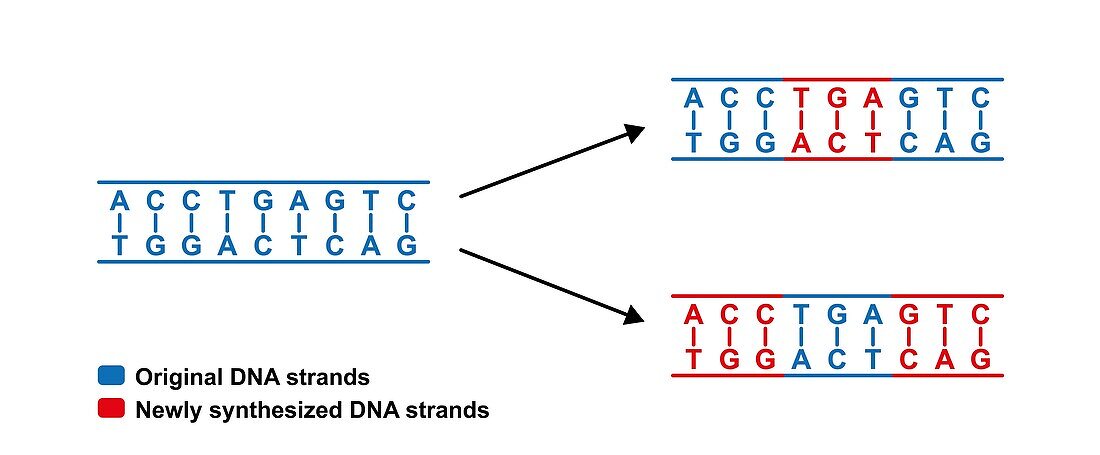 Dispersive replication of DNA , illustration.