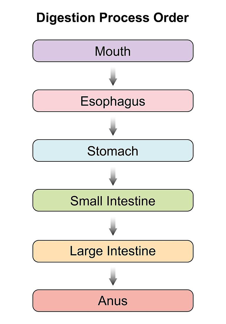 Digestive system, illustration