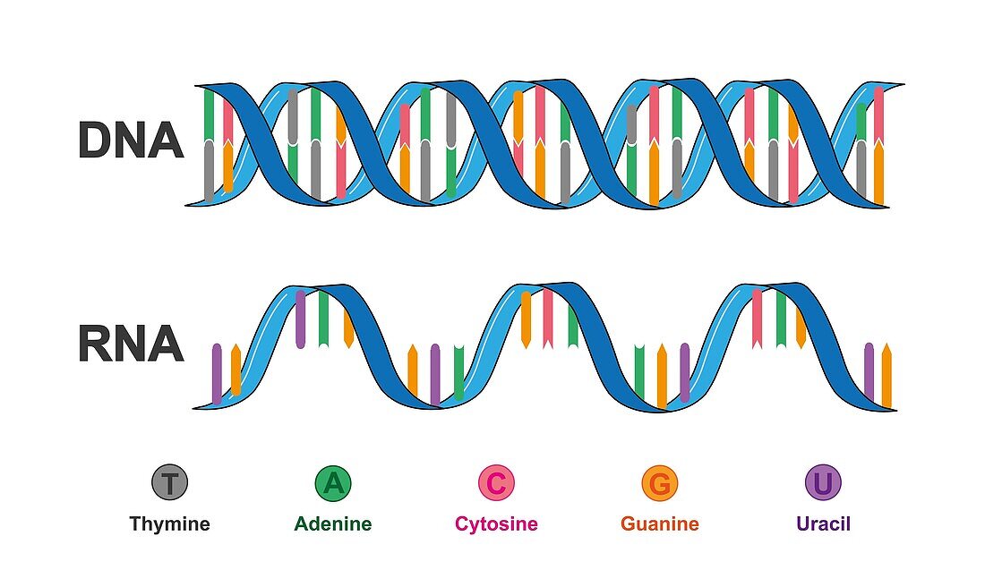 DNA and RNA structure, illustration