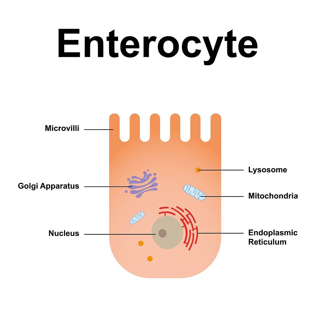 Enterocyte, illustration