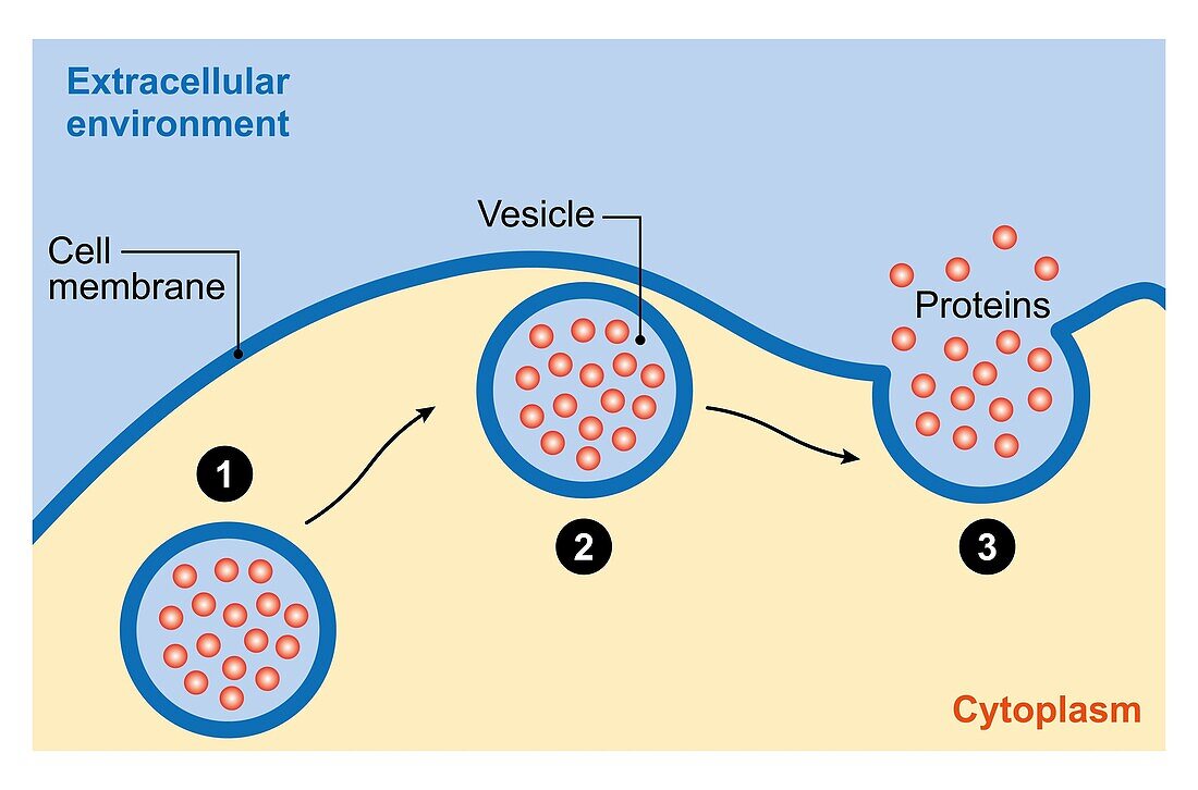 Exocytosis, illustration