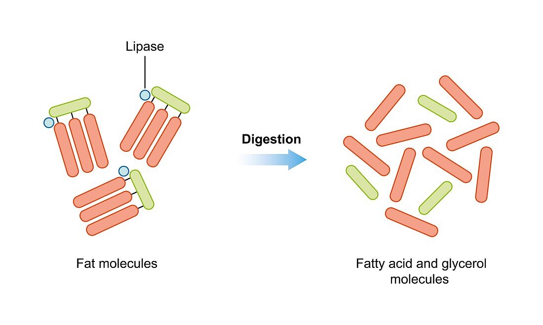 Fat molecule digestion, illustration