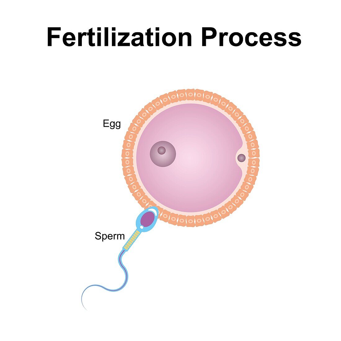 Fertilisation, illustration