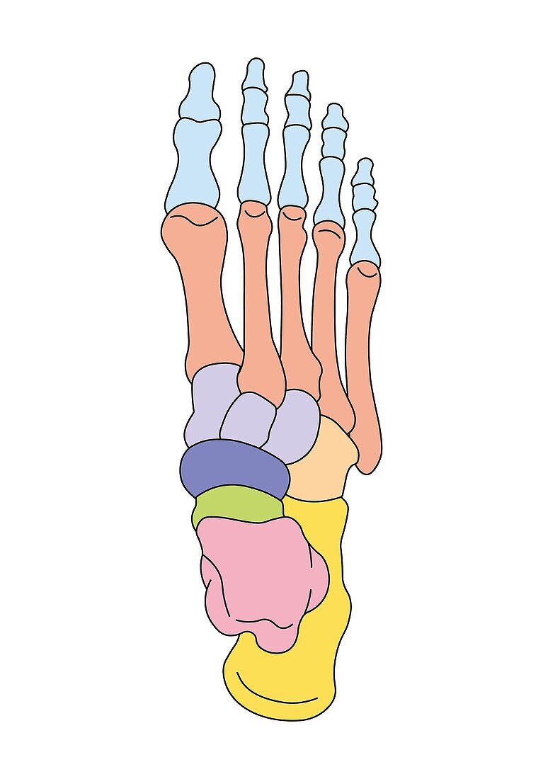 Foot bones, illustration