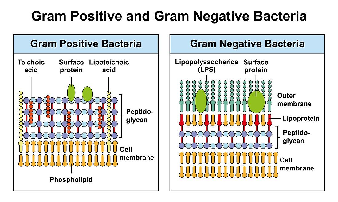 Gram positive and Gram negative bacteria, illustration