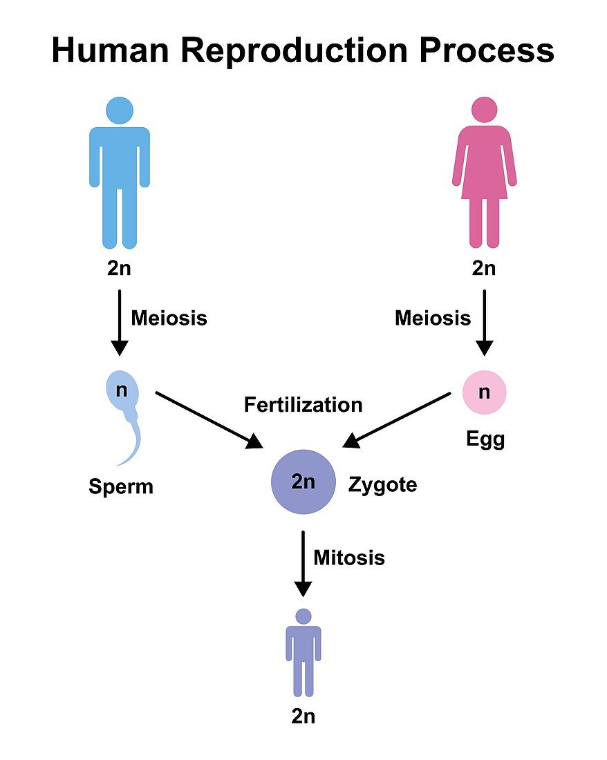 Human reproduction, illustration