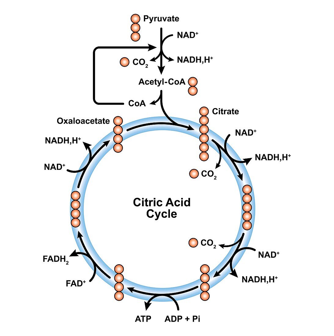 Citric acid cycle, illustration