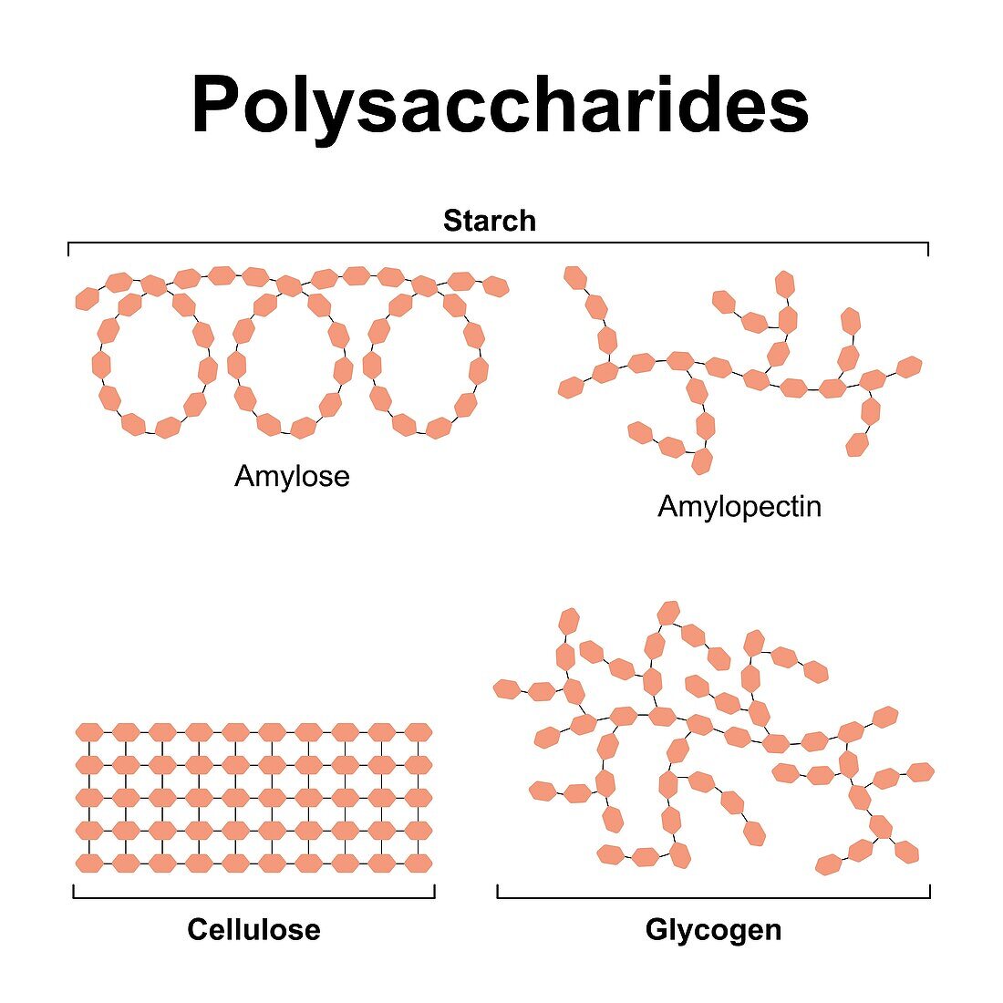Polysaccharides, illustration