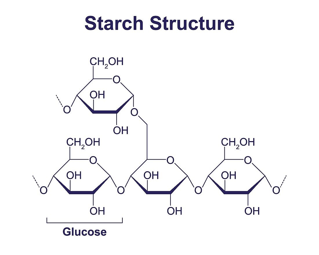 Starch structure, illustration