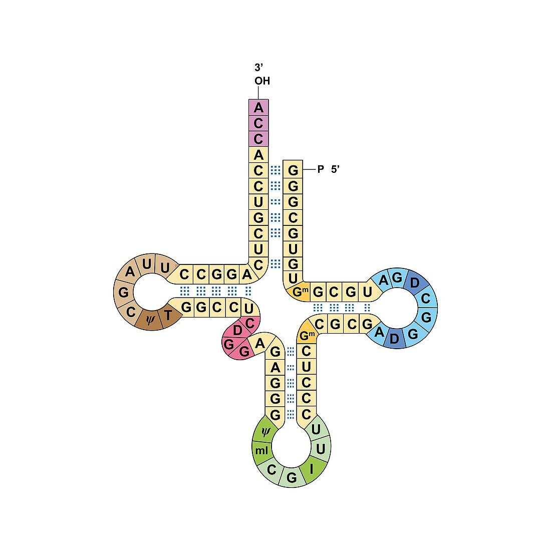 Transfer RNA, illustration
