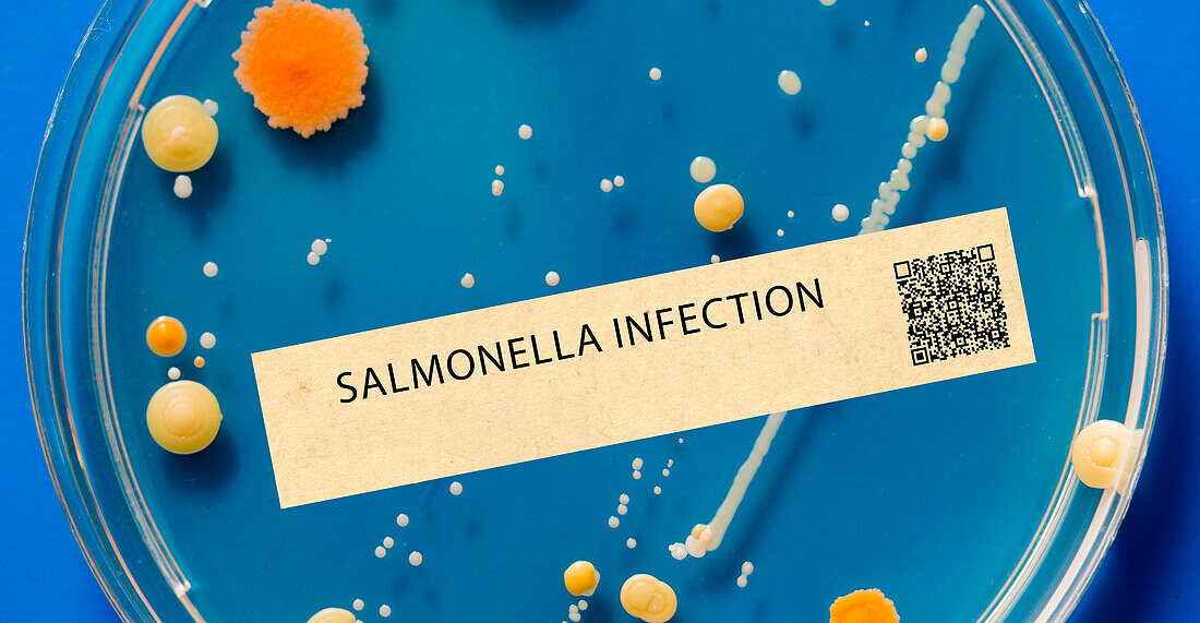 Salmonella infection bacterial infection