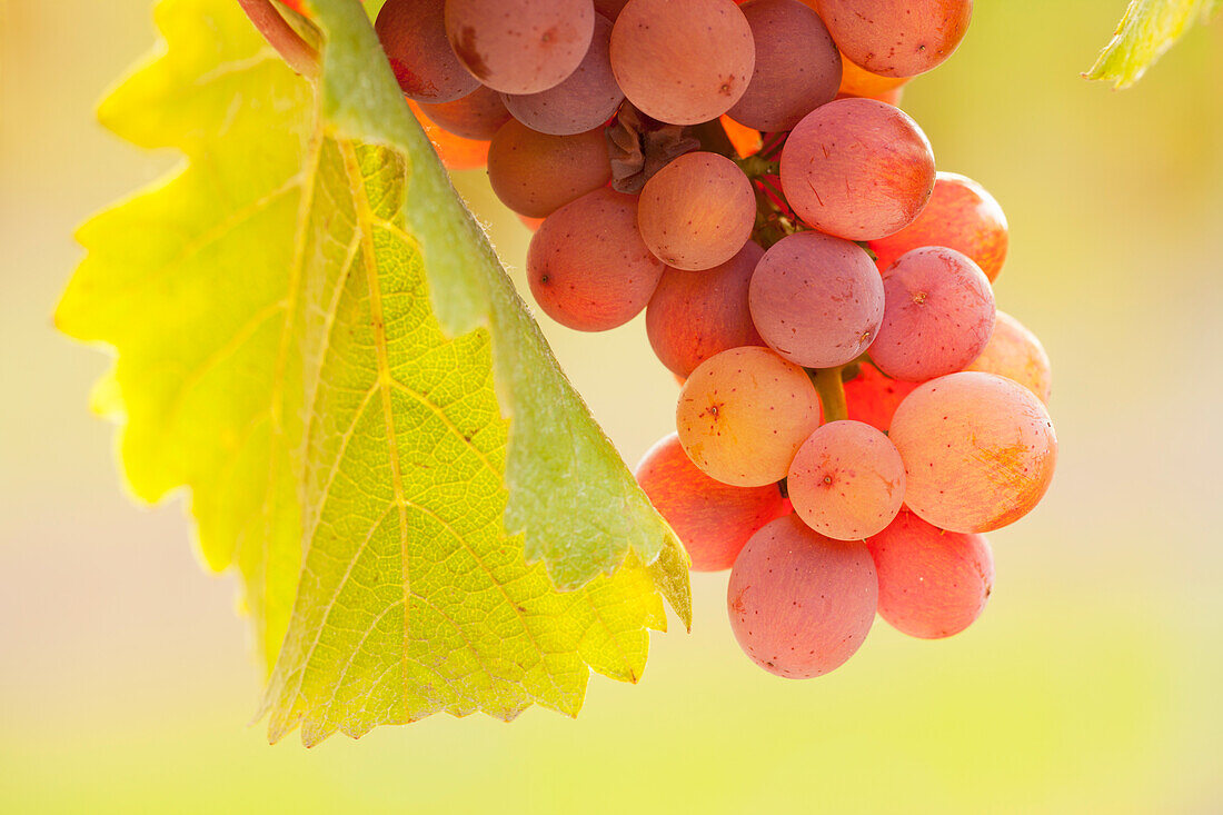 Grapes on the vine