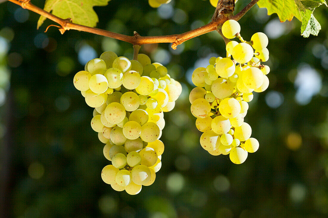 White grapes on the vine