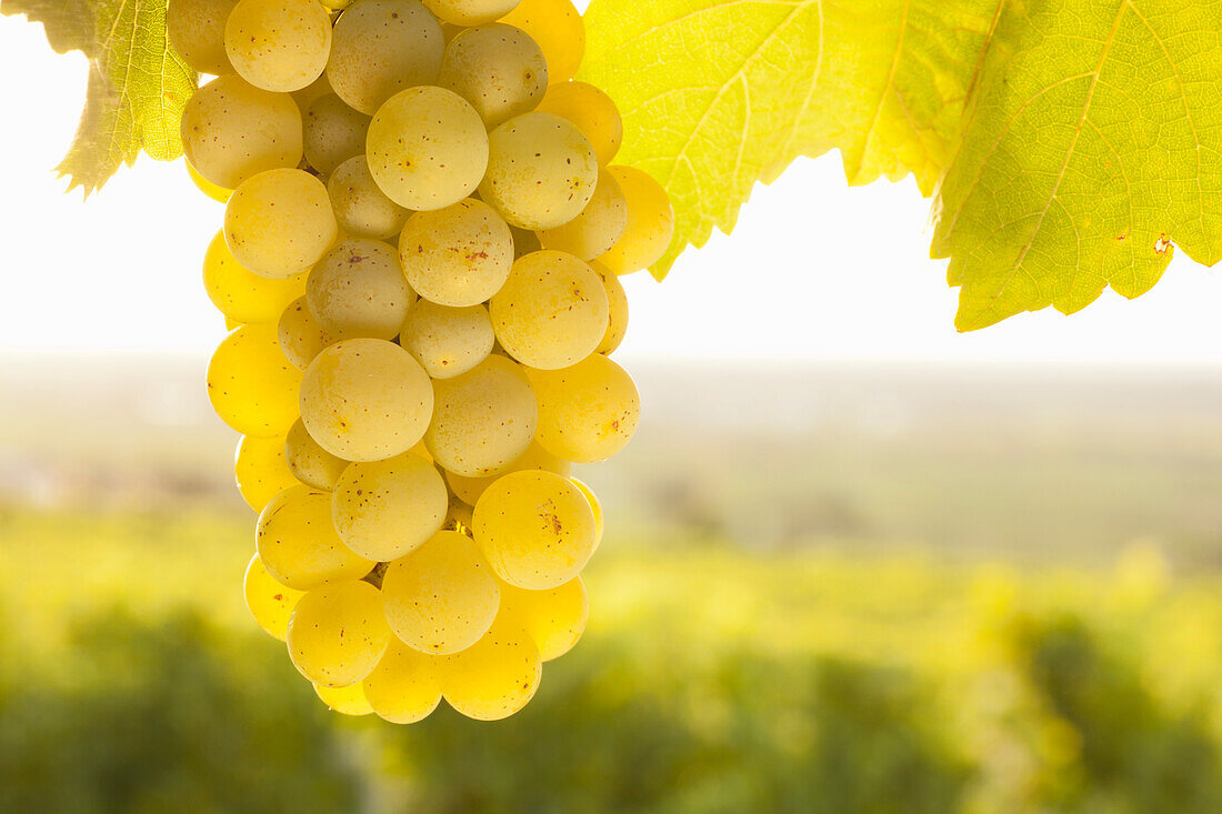 White wine grapes on the vine