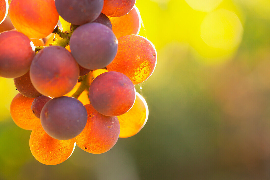 Weintrauben an der Rebe im Gegenlicht