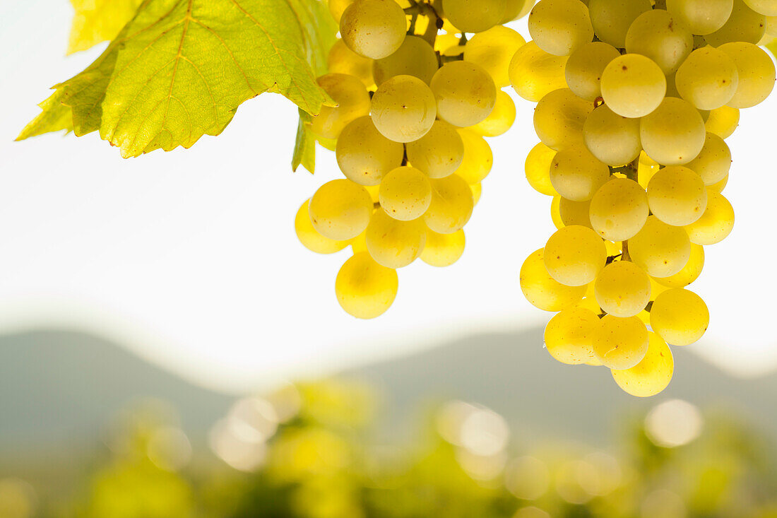 White grapes on the vine