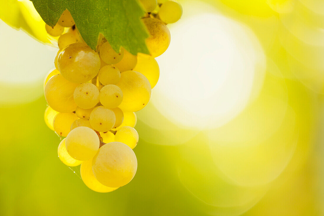 White grapes on the vine against the light