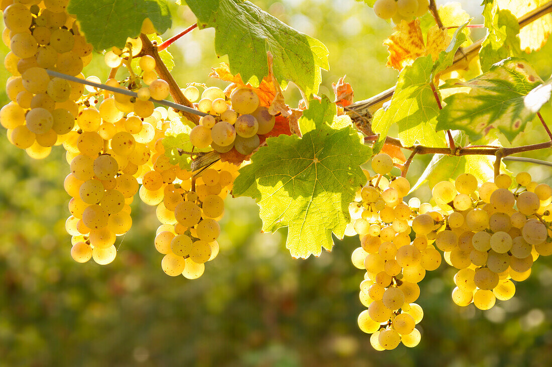 White wine grapes on the vine against the light